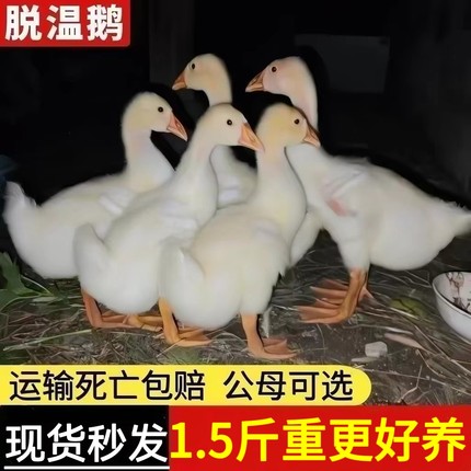 1.5斤重产蛋王鹅苗高产蛋农家散养大白鹅四季鹅活苗1.5斤百子鹅苗