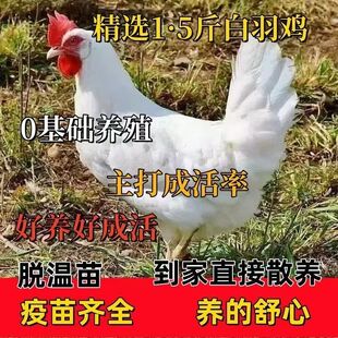 1.5斤纯种白羽肉鸡活苗双A大型鸡苗脱温巨型鸡白公鸡苗活白毛鸡苗