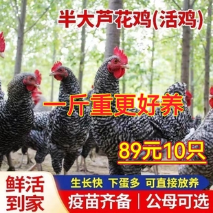 半斤芦花鸡活苗纯种一斤黑白芦花鸡苗脱温鸡苗散养鸡活体小鸡苗