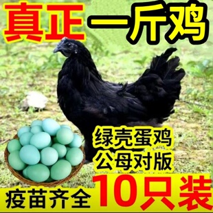 一斤五黑鸡活苗纯种一代黑土鸡绿壳蛋神农架小鸡苗脱温乌骨鸡活苗