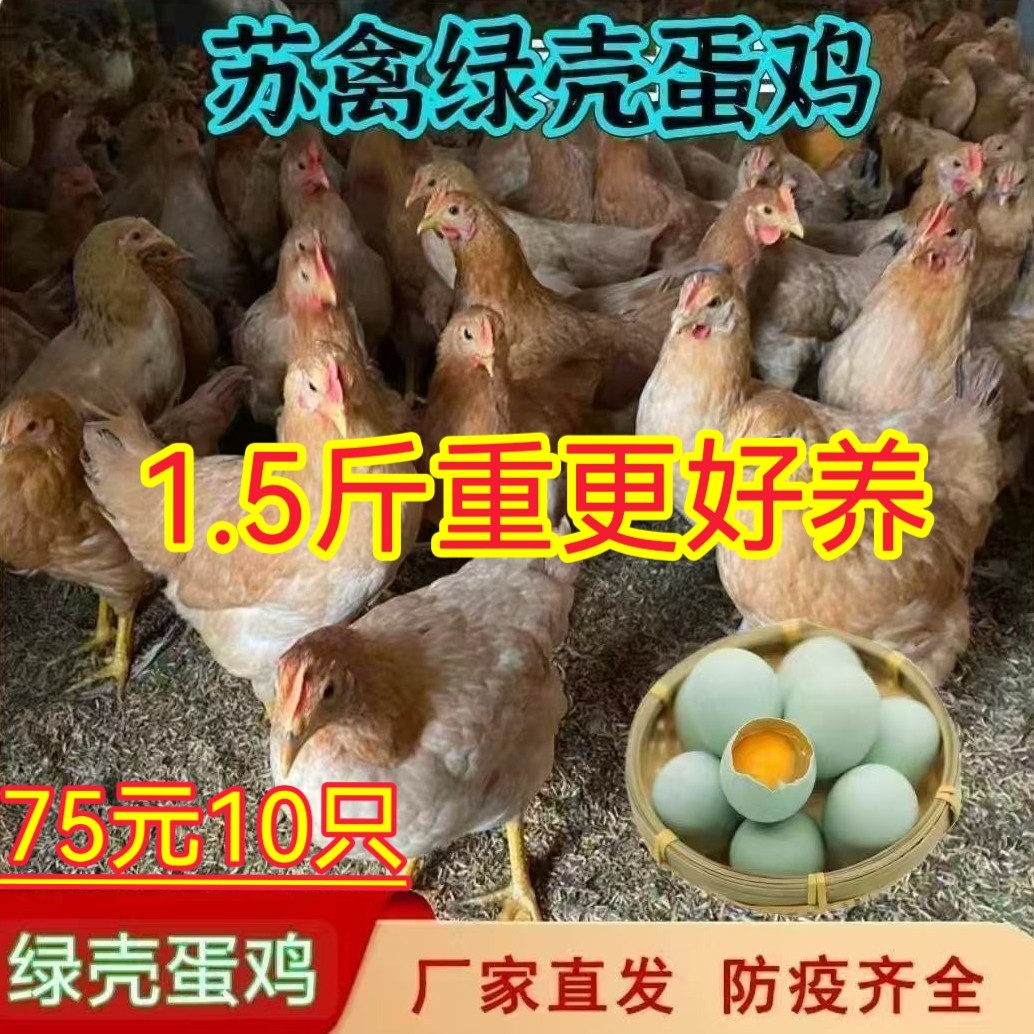 草鸡蛋散养苏禽绿壳蛋鸡