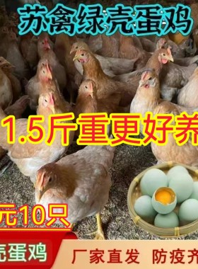 草鸡蛋散养苏禽绿壳蛋鸡