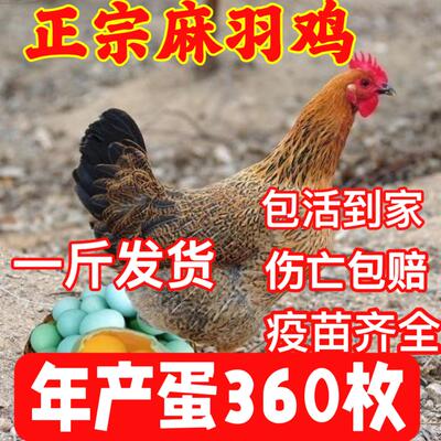 包活纯种一斤半高产麻羽绿壳蛋鸡活苗蛋鸡苗脱温苗一斤小鸡苗鸡
