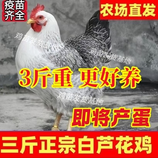 纯种3斤重白芦花鸡高产蛋农家散养稻花鸡活苗下蛋母鸡鹊山鸡活体