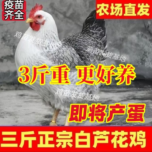 纯种3斤重白芦花鸡高产蛋农家散养稻花鸡活苗下蛋母鸡鹊山鸡活体