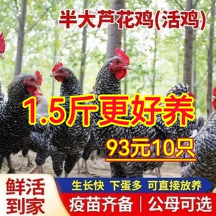 半斤芦花鸡活苗纯种一斤黑白芦花鸡苗脱温鸡苗散养鸡活体小鸡苗