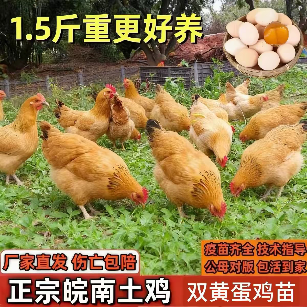 三黄鸡纯种半大小鸡苗高产蛋