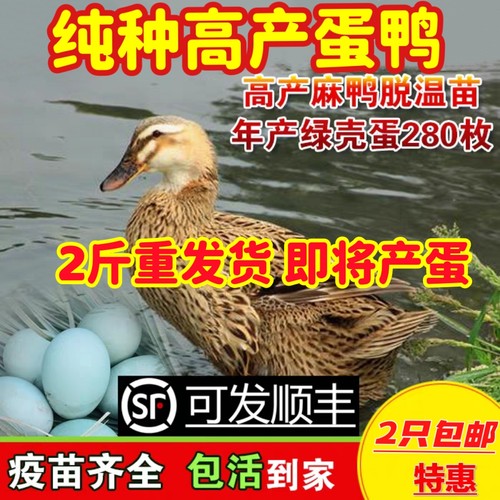 土鸭子麻鸭凤头鸭正宗母鸭