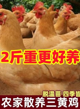 2斤纯种清远三黄鸡母鸡脱温半大小鸡湘黄土鸡活苗包活一斤小鸡苗