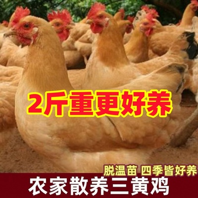 2斤纯种清远三黄鸡母鸡脱温半大小鸡湘黄土鸡活苗包活一斤小鸡苗