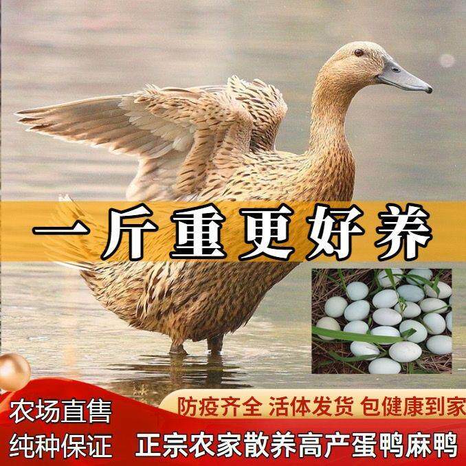 一斤散养纯种绿壳蛋麻鸭子半大脱温小鸭活苗土鸭鸭母鸭包活水鸭子