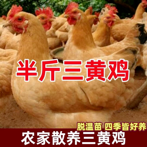 一斤纯种清远三黄鸡母鸡脱温半大小鸡湘黄土鸡活苗包活半斤小鸡苗