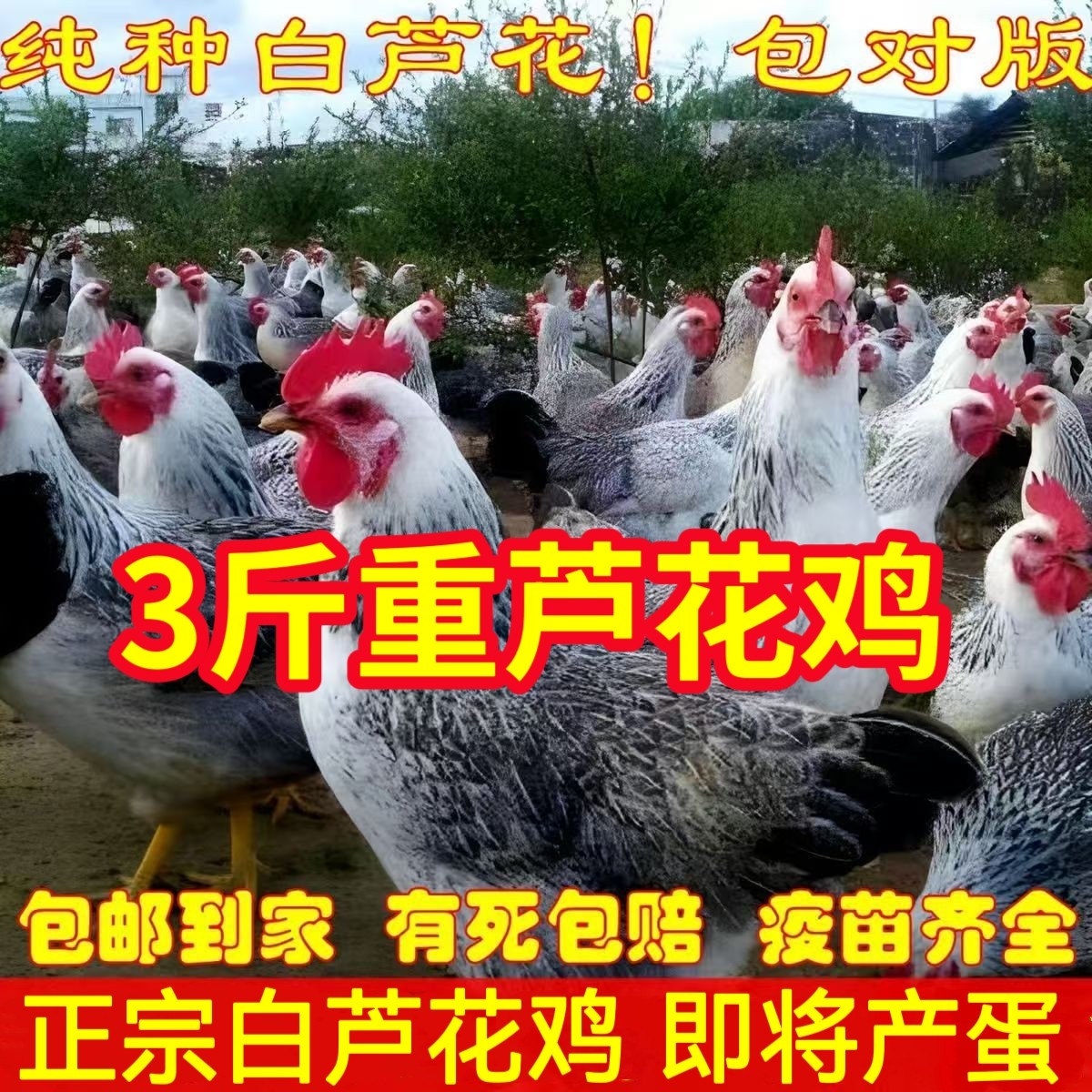 纯种3斤重白芦花鸡高产蛋农家散养稻花鸡活苗下蛋母鸡鹊山鸡活体