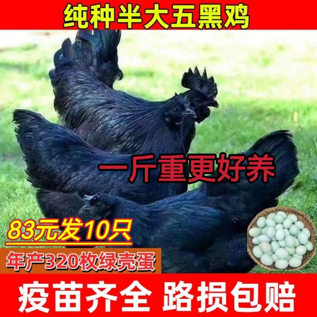 一斤五黑鸡活苗绿壳蛋土鸡乌鸡农家散养纯黑乌鸡神农架乌骨鸡鸡苗