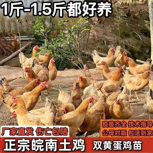 正宗皖南一斤黄脚土鸡高产蛋散养土鸡活苗走地鸡柴鸡活苗溜达鸡苗