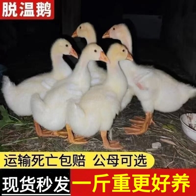 一斤重产蛋王鹅苗高产蛋农家散养大白鹅四季鹅活苗二斤重百子鹅苗