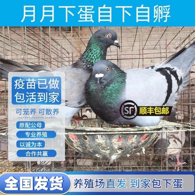 纯种落地鸽子观赏鸽信鸽肉鸽元宝