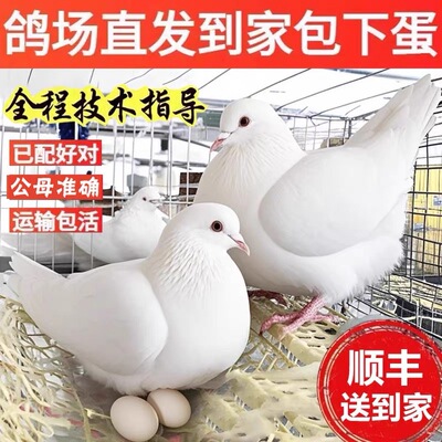 纯种落地鸽子观赏鸽信鸽肉鸽元宝