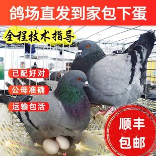 纯种落地王鸽子活一对种鸽正宗元宝鸽下蛋繁殖观赏鸽信鸽肉鸽鸟类