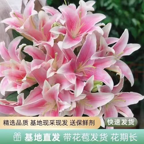 香水百合花鲜花大花苞粉色客厅四