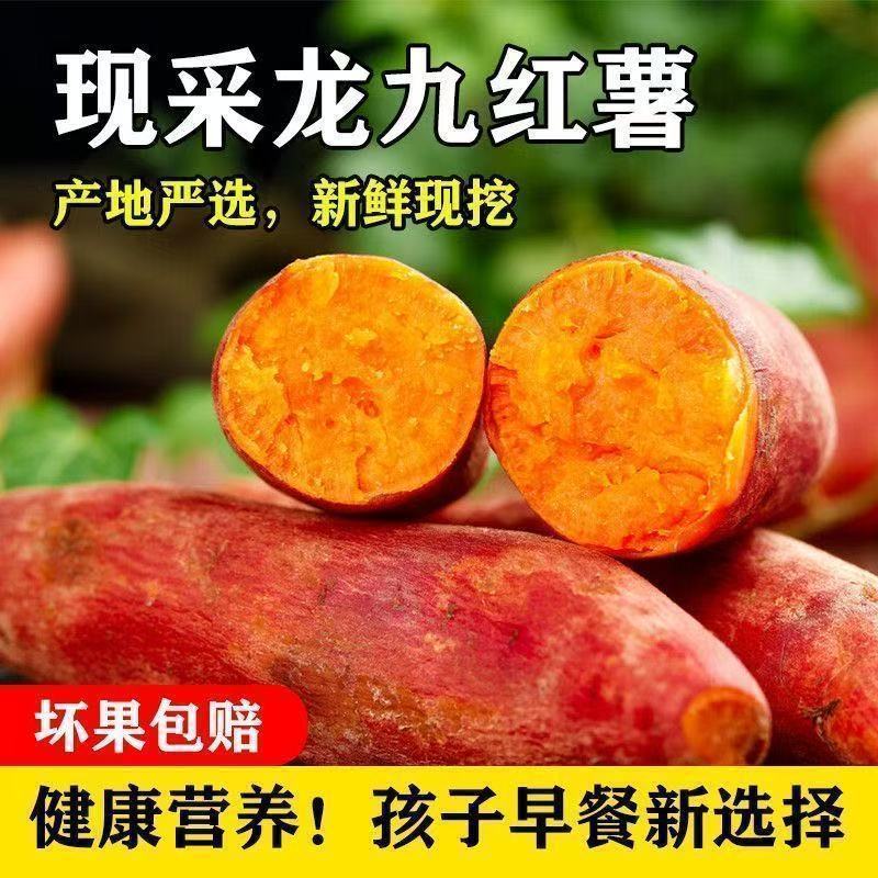 开封沙地龙九蜜薯现挖粉糯香甜