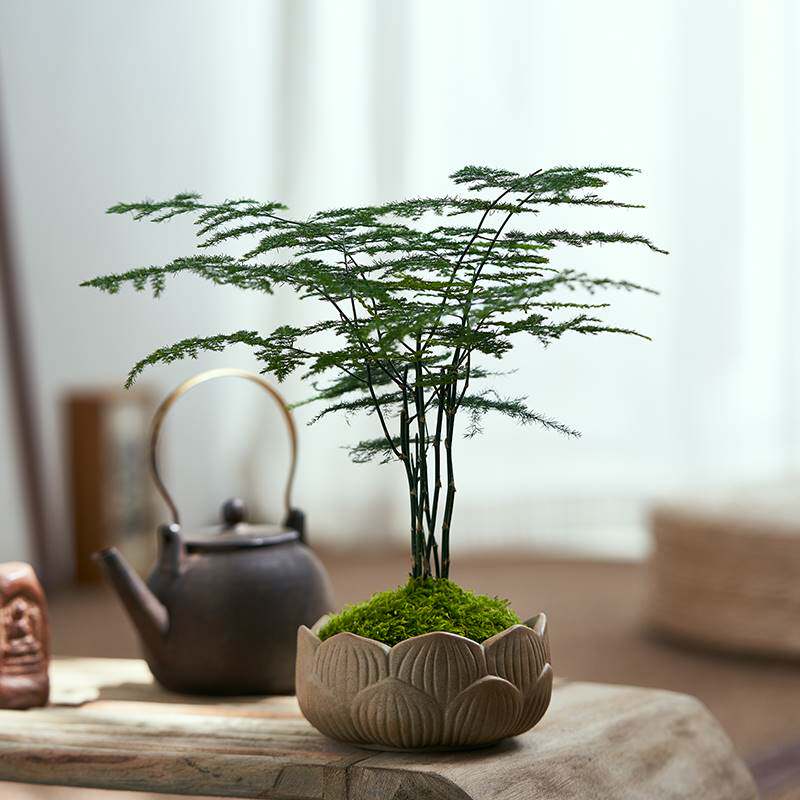 文竹盆栽植物室内桌面禅意盆景办公室好养植物喜阴绿植迷你小盆栽