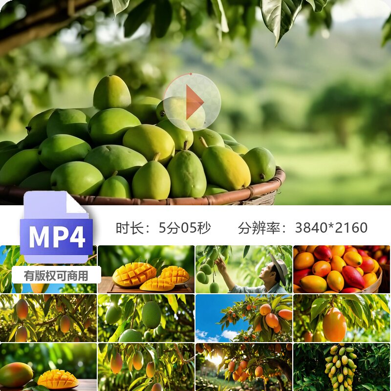 高清芒果树种植园采摘海南贵妃芒新鲜成熟丰收黄色水果视频素材