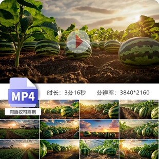 高清西瓜种植生长丰收特写视频西瓜地农业作物园野产视频素材