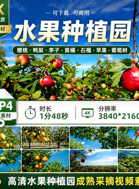 高清水果种植园樱桃鸭梨李子黄橘石榴苹果葡萄树成熟采摘视频素材