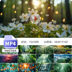 高清森林阳光大自然植物昆虫风景风光ai素材原始延时清晨视频素材