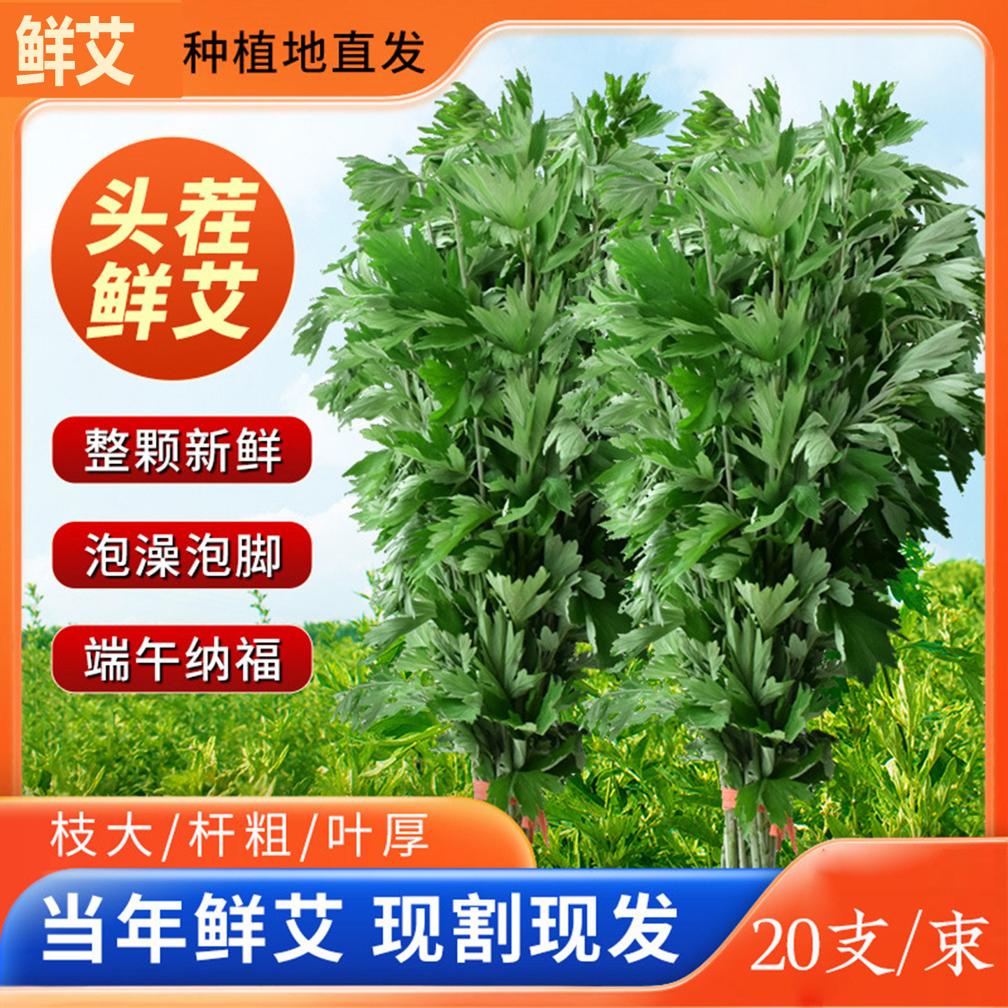 新鲜艾草整颗带杆艾叶端午节挂门上艾蒿菖蒲长棵鲜艾草泡脚洗澡