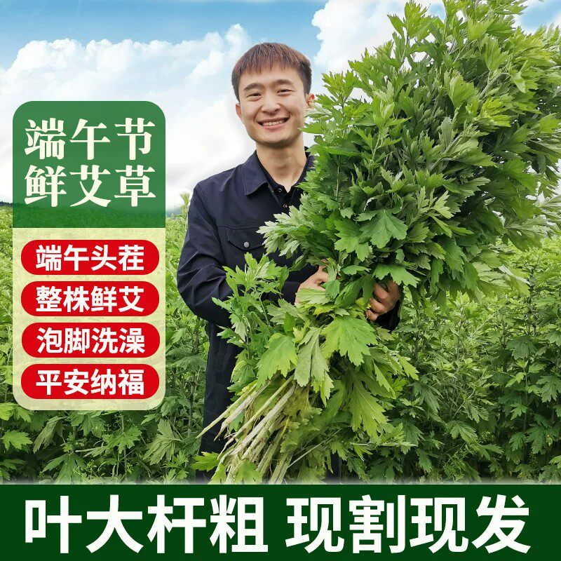 端午头茬野生艾草现割现发