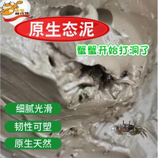 辣椒蟹观赏蟹小螃蟹铺底造景生态泥泥巴河泥打洞微景观造景滩涂泥