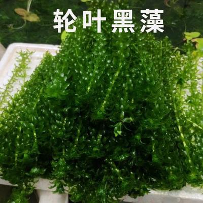 新鲜轮叶黑藻水草真植物鱼缸懒人净化水质池塘增氧学校做实验观察