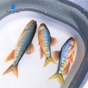 网红群游长鳍马口鱲橙斑躐宽鳍鱲类高屏躐观赏鱼原生鱼冷水淡水鱼