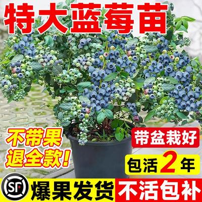 蓝莓树果苗盆栽带子f6特大