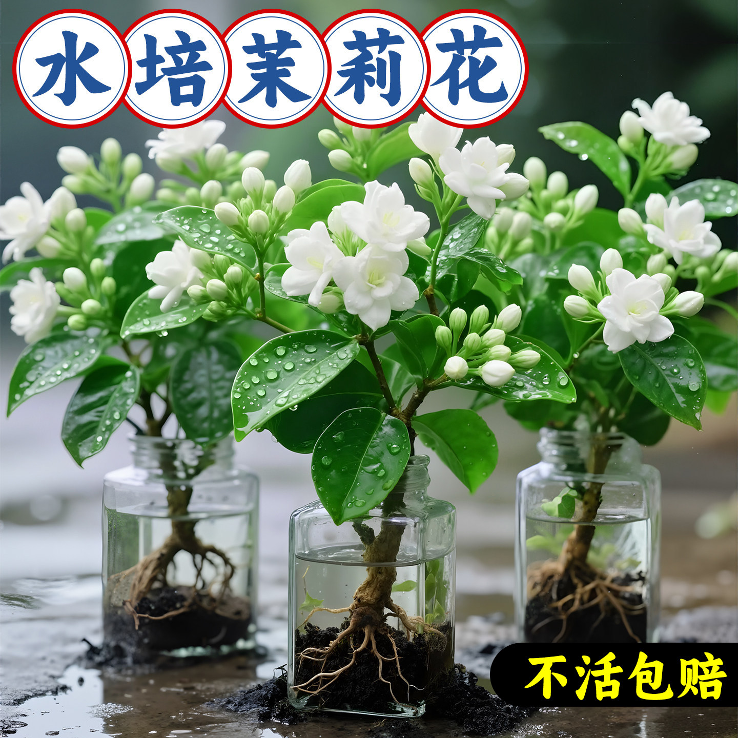 茉莉花苗盆栽带花苞水培老桩九里香花卉绿植物好养易活室内客厅,鲜花速递/花卉仿真/绿植园艺,时令草本花卉,淘宝优惠券,粉丝福利购,淘宝优惠卷