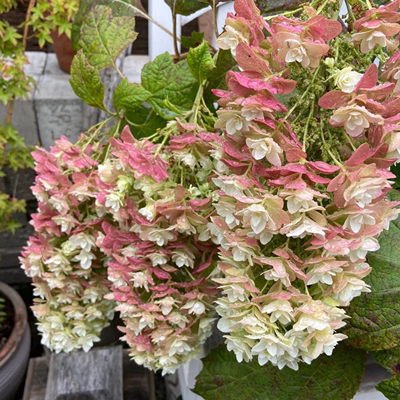 栎叶绣球雪花盆栽重瓣大花阳台庭院花园耐热耐寒好养多年生植物