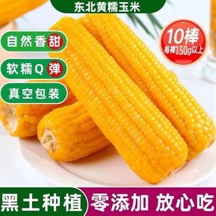 东北黄糯玉米甜嫩真空包装 新玉米粘糯新鲜玉米棒苞米非即食现摘