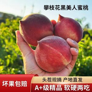 四川攀枝花黑美人桃子火焰桃红宝石鹰嘴桃新鲜孕妇水果高山