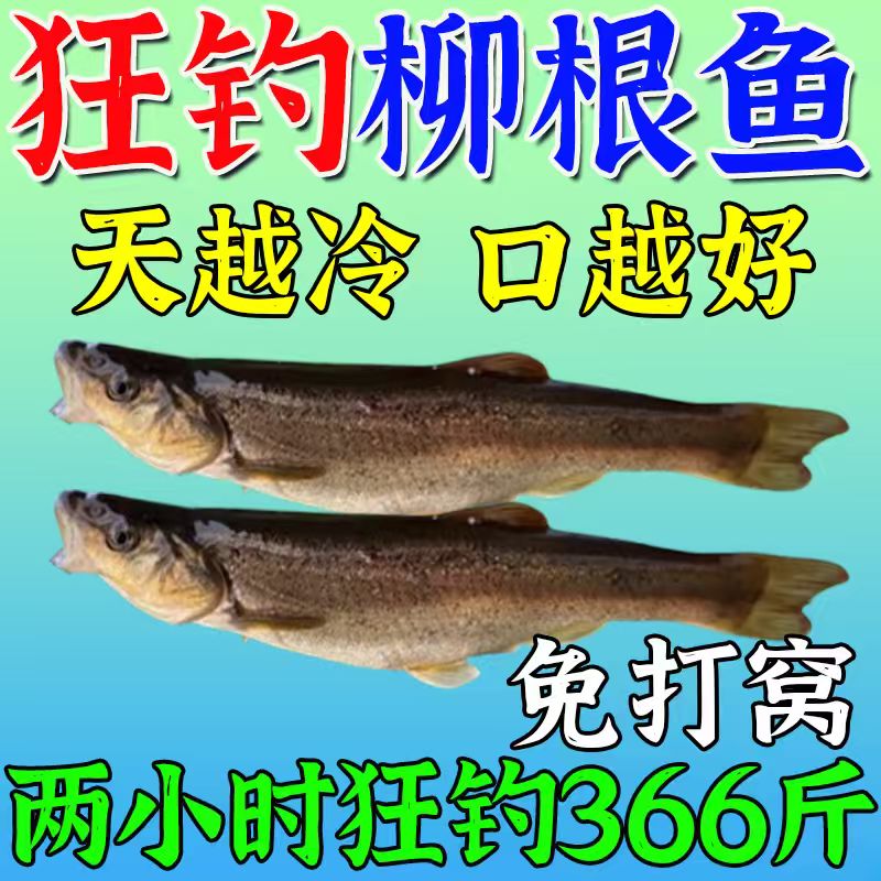 柳根窝料狂拉柳根鱼饵料野钓东北野生柳根鱼专用一包搞定钓鱼饵料