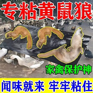 黄鼠狼专用板养鸡防黄鼠狼神器养殖场强力粘鼠魔毯驱黄鼠狼克星