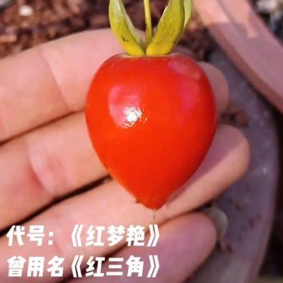 老鸦柿特大三角母本嫁接嫁接仔播苗童子功正品练手素材