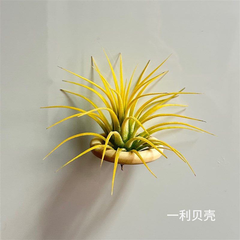空气凤梨植物冰箱贴室内实木圈磁铁石吸铁套装画框装饰支架底座图片