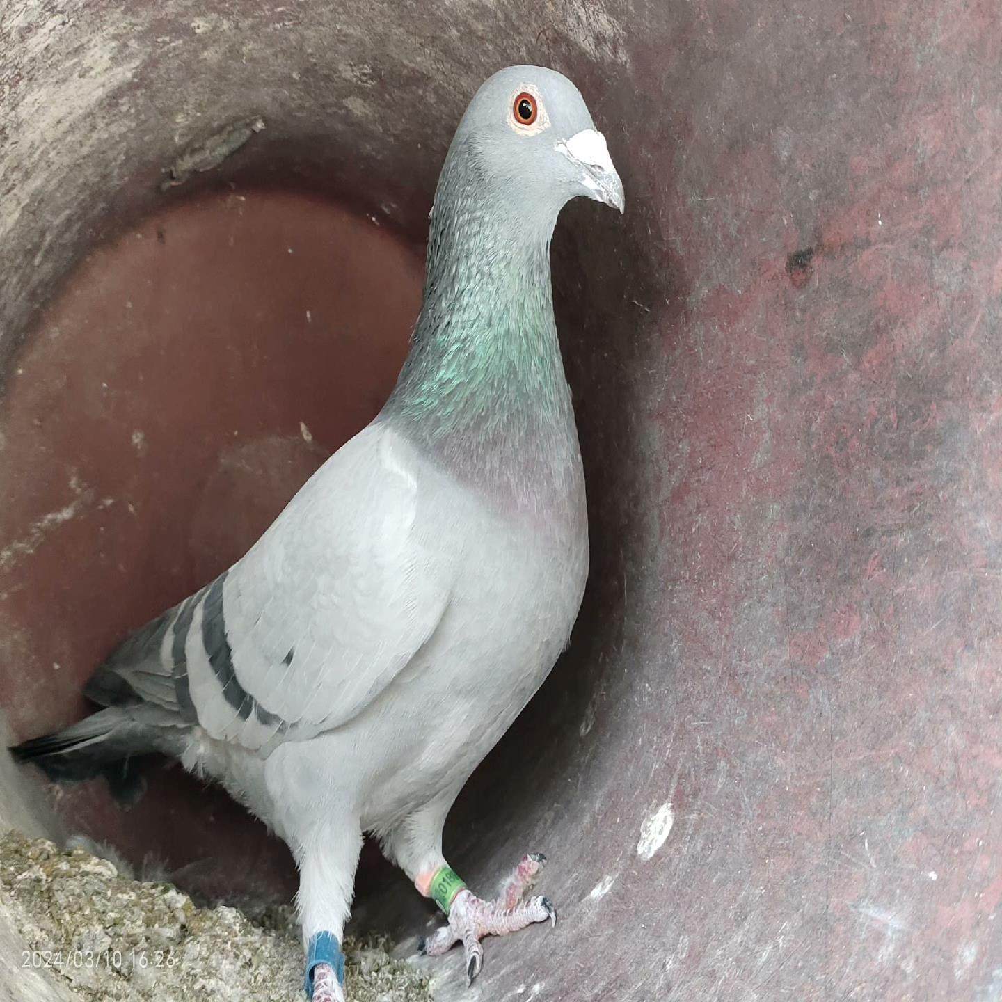 （设备配件）天落赛鸽信鸽，雄鸽。种鸽。成绩鸽。包邮价。,3C数码配件,其它配件,淘宝优惠券,粉丝福利购,淘宝优惠卷