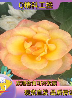 现货康耐视DMR-262X-MAX-L