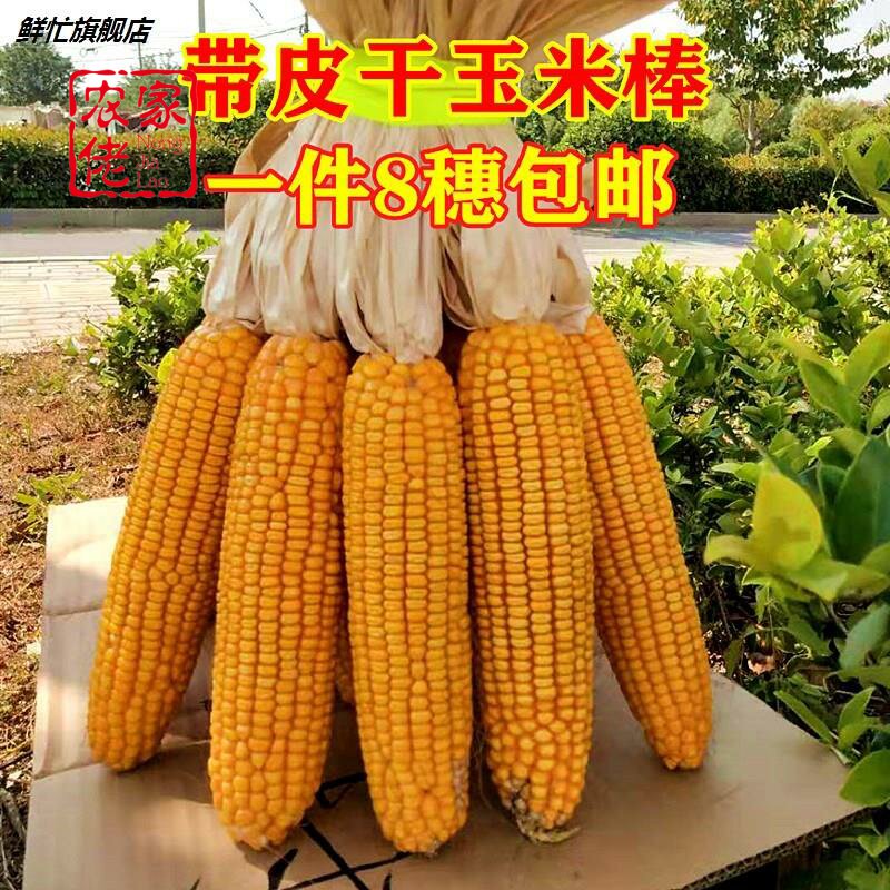 干玉米棒子农家笨玉米仓鼠主食老玉米棒干装饰玉米穗1份8穗包邮
