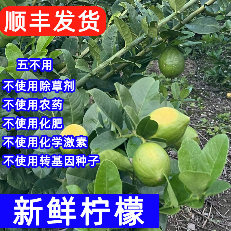云南生态新鲜柠檬无籽皮薄清酸爽多汁应季蔬果鲜可切片泡水3斤装