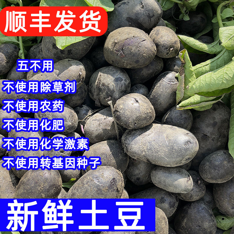 纯素食紫皮紫心素土豆黄皮红皮糯新鲜蔬菜白心马铃薯阳洋芋老种子