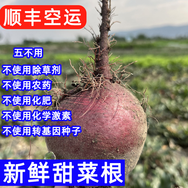 云南正宗甜菜根现拔红菜头